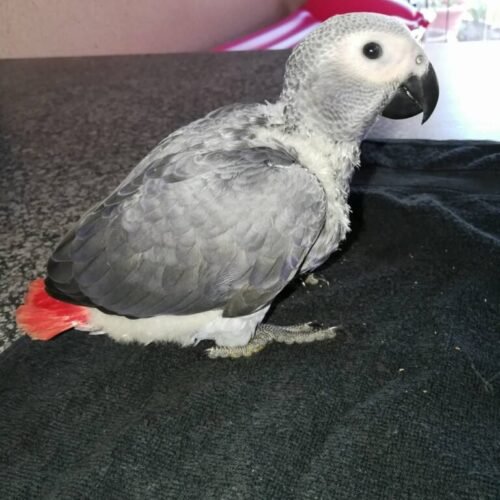 26841176_1629747647092164_3608733322395782410_o-768x1024-1 African Grey parrot Ollie sitting on a dark surface