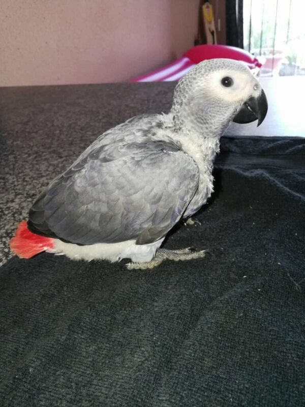 26841176_1629747647092164_3608733322395782410_o-768x1024-1 African Grey parrot Ollie sitting on a dark surface