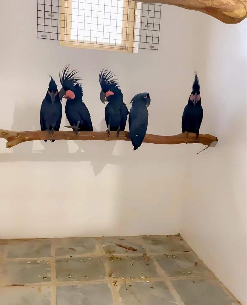 Cockatoo