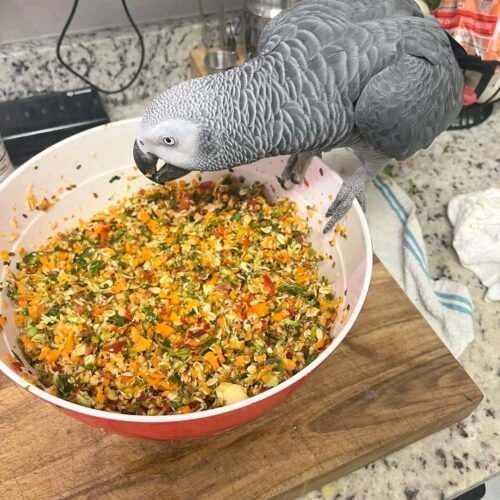 Ollie african grey parrot for sale