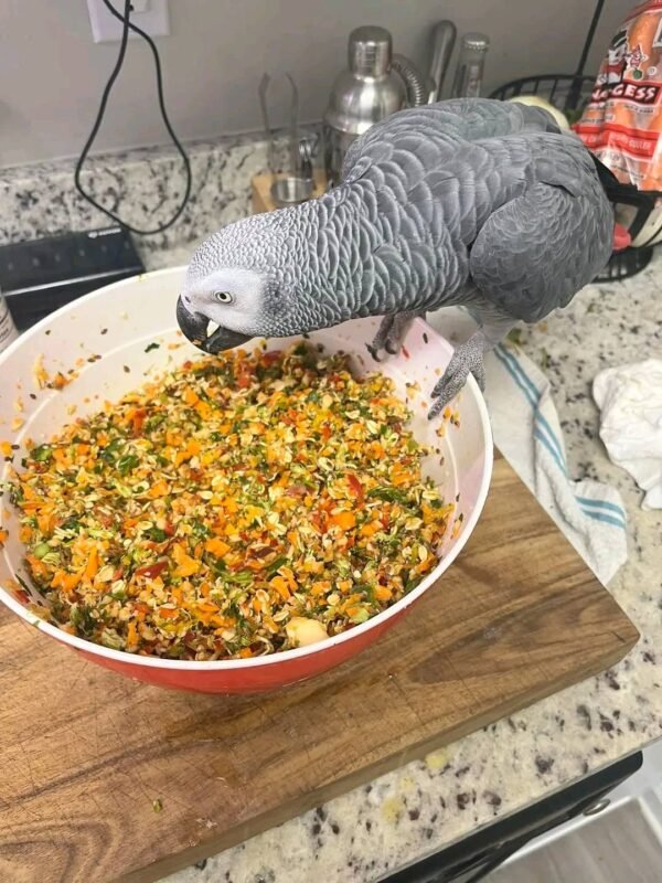 Ollie african grey parrot for sale