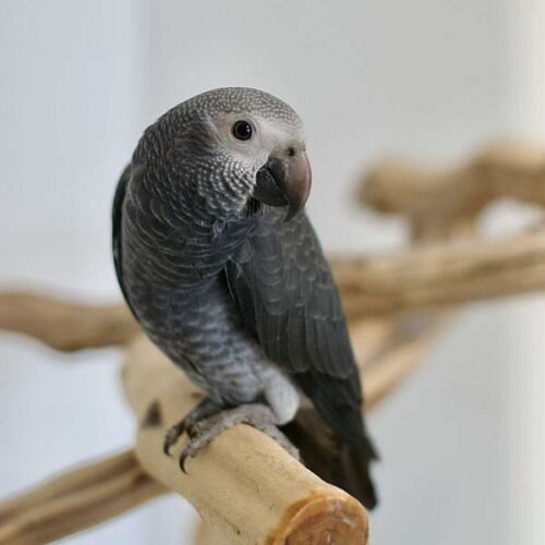 Tilly timneh african grey parrot