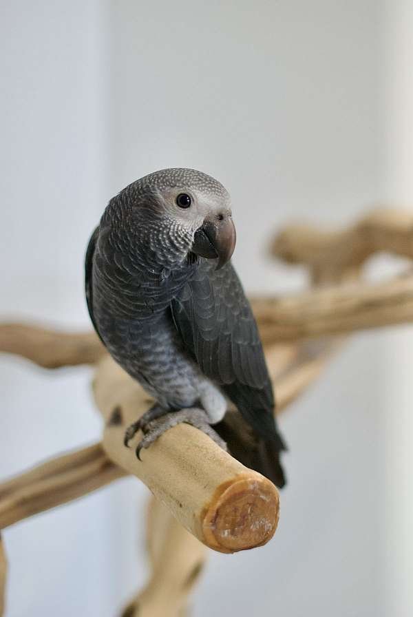 Tilly-female Tilly timneh african grey parrot