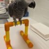 WhatsApp Image 2026-09-28 at 09.04.11 (1) African Grey parrot Alpha standing on an orange and yellow perch