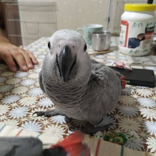 WhatsApp Image 2026-09-28 at 09.04.12 (1) African Grey parrot Cassie facing the camera on a table