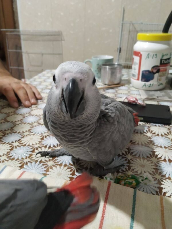 African Grey parrot Cassie facing the camera on a table