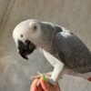 African Grey parrot Jess perched on a hand