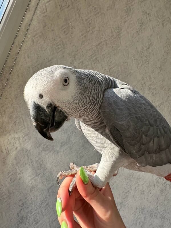 African Grey parrot Jess perched on a hand