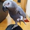 african-grey-for-sale-UK African Grey parrot Buddy standing on a person’s leg