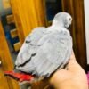 African Grey parrot Alfie perched on a hand, seen from behind