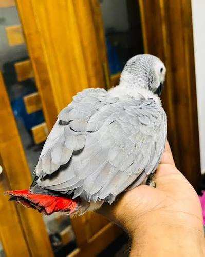 African Grey parrot Alfie perched on a hand, seen from behind