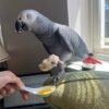 images (4) African Grey parrot Ella perched by a window during feeding