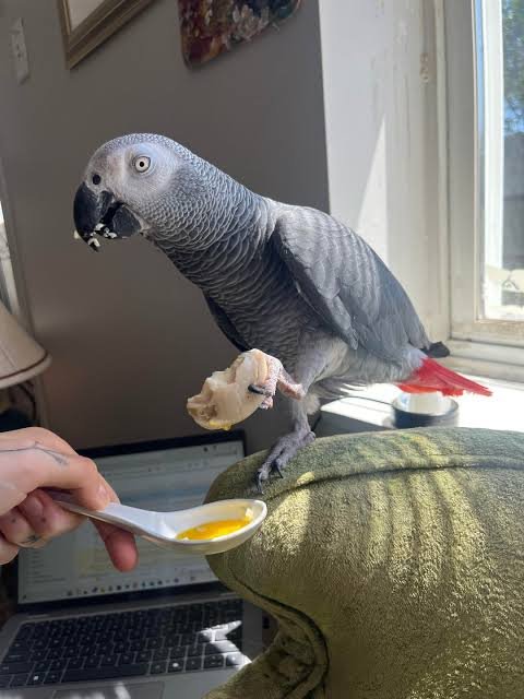 images (4) African Grey parrot Ella perched by a window during feeding