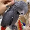 African Grey parrot Leo perched on a branch while being gently petted