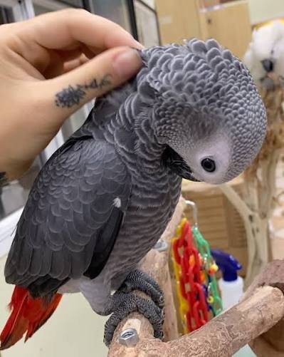 images (6) African Grey parrot Leo perched on a branch while being gently petted
