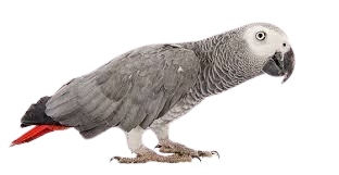 Higgins Grey Parrots