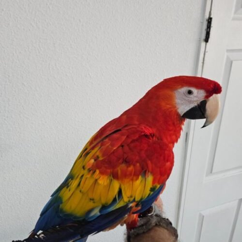 Betty Female Scarlet Macaw