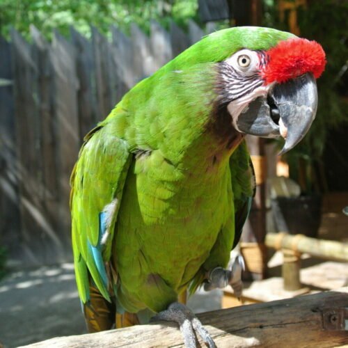 DSC_3122-scaled-e1618596020291 Buy Military Macaw for Sale