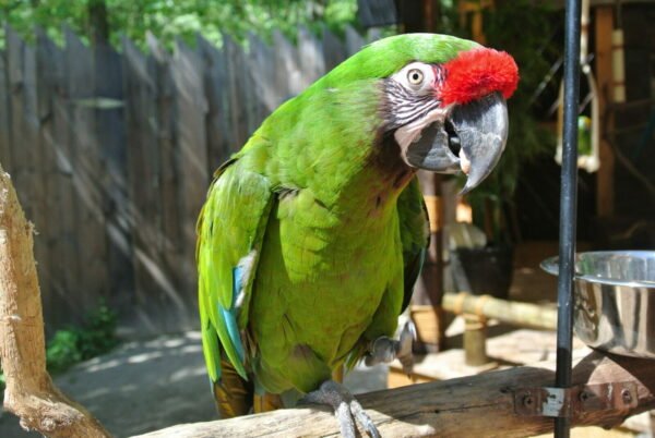 DSC_3122-scaled-e1618596020291 Buy Military Macaw for Sale