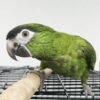 Dan Hans Macaw parrot Dan Hans Macaw parrot