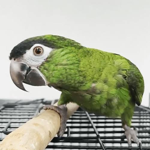 Dan Hans Macaw parrot Dan Hans Macaw parrot