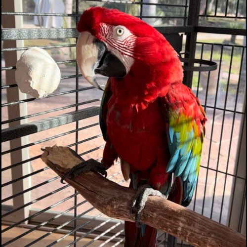Buy Princess Female Scarlet Macaw for Sale