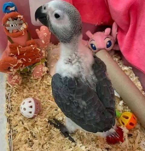 Alfie African Grey parrot