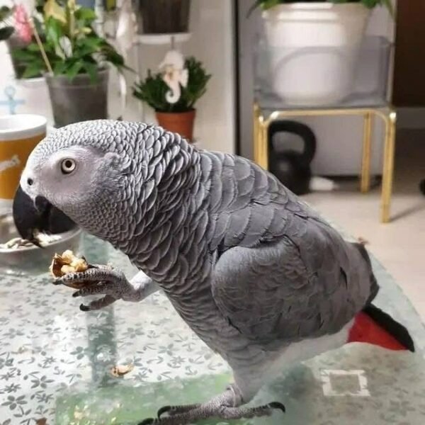 Alpha African Grey parrot