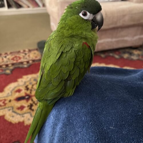 Baby Hahn's Macaw parrot for sale
