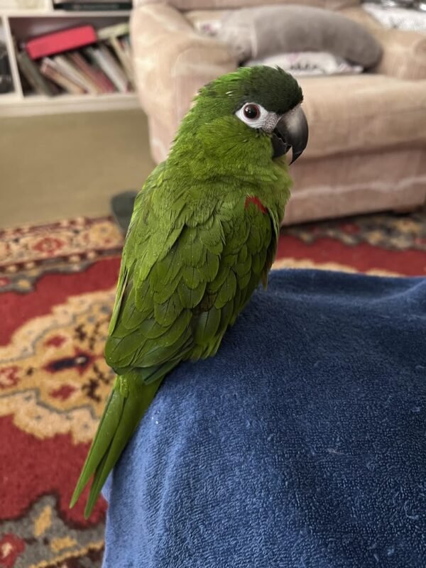 Baby Hahn's Macaw parrot for sale