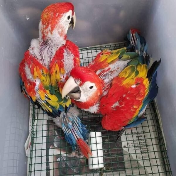 benny-and-evie-scarlet-macaw-for-sale Benny and Evie Scarlet Macaw parrots for sale