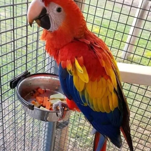 Betty female Scarlet Macaw parrot for sale