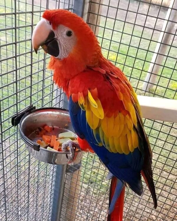 Betty female Scarlet Macaw parrot for sale