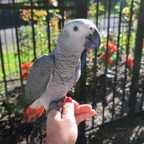 buddy-african-grey-parrot Buddy African Grey parrot