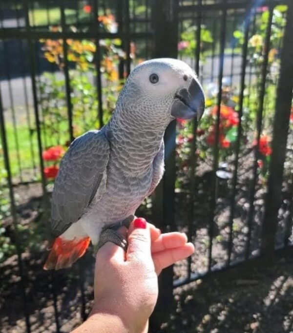 Buddy African Grey parrot