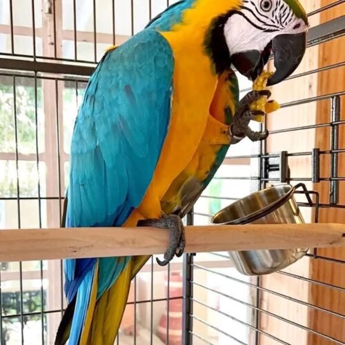 Blue and Gold Macaw parrot for sale