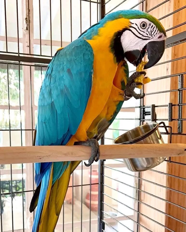 Blue and Gold Macaw