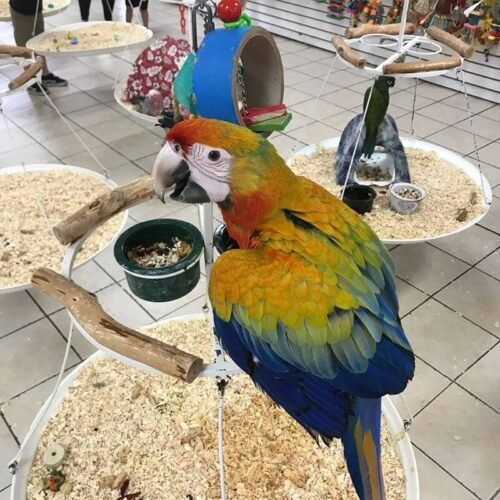 Buy Camelot macaw online
