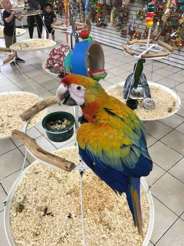 Buy Camelot macaw online