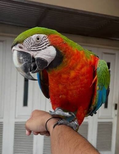buy-harlequin-macaw-online Harlequin macaw online