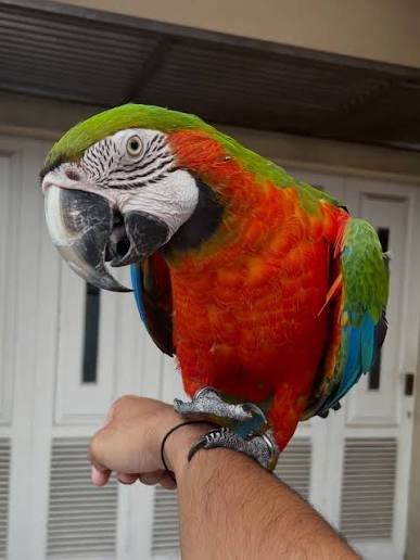 Harlequin macaw online