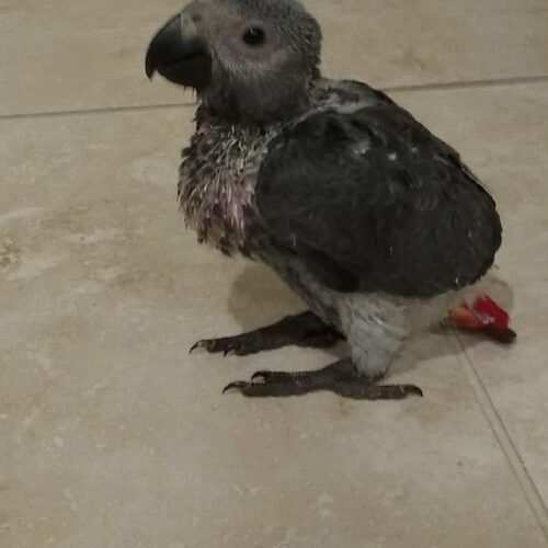 Cassie African Grey parrot