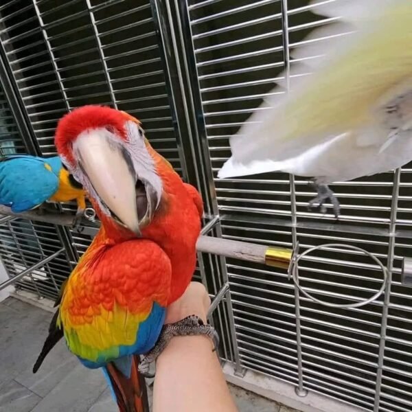 Charlie Scarlet macaw for sale