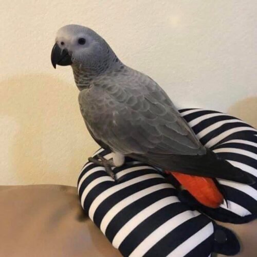 Ella African Grey parrot