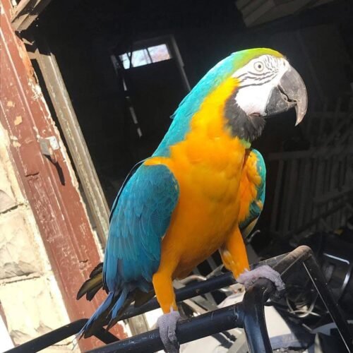 Frida female blue and gold Macaw parrot for sale