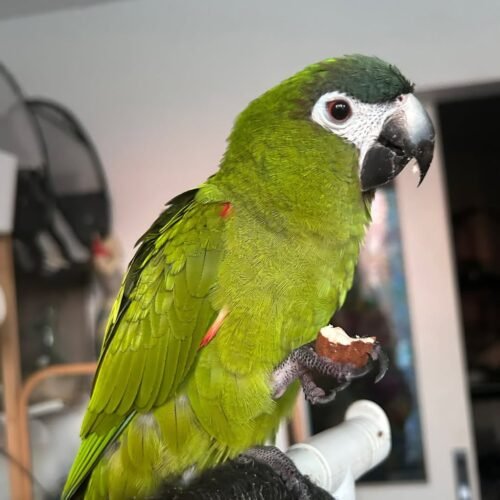 Jojo Hahn's Macaw parrot for sale