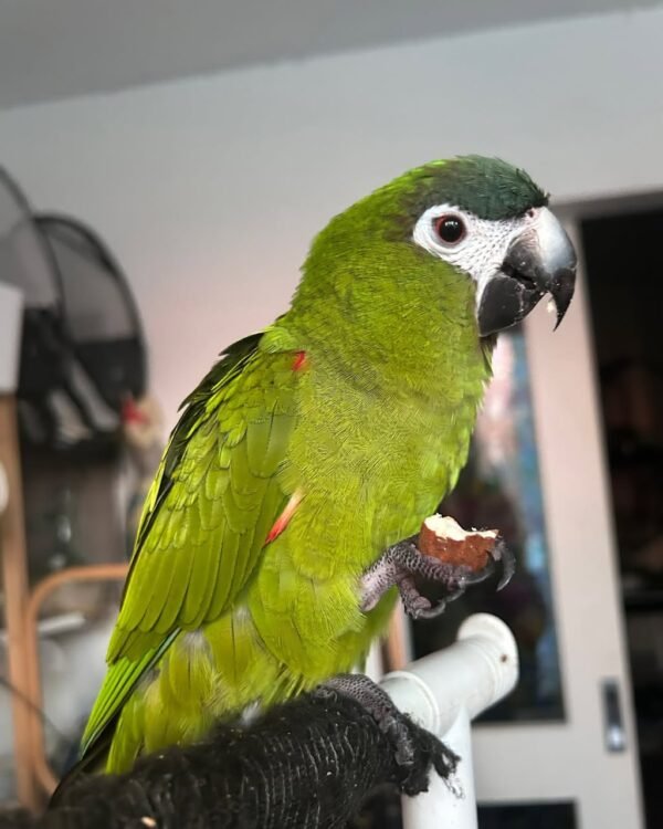 hahns-macaw-parrot-jojo Jojo Hahn's Macaw parrot for sale