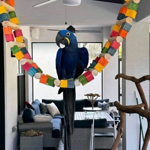 Hyacinth Macaw parrot for sale