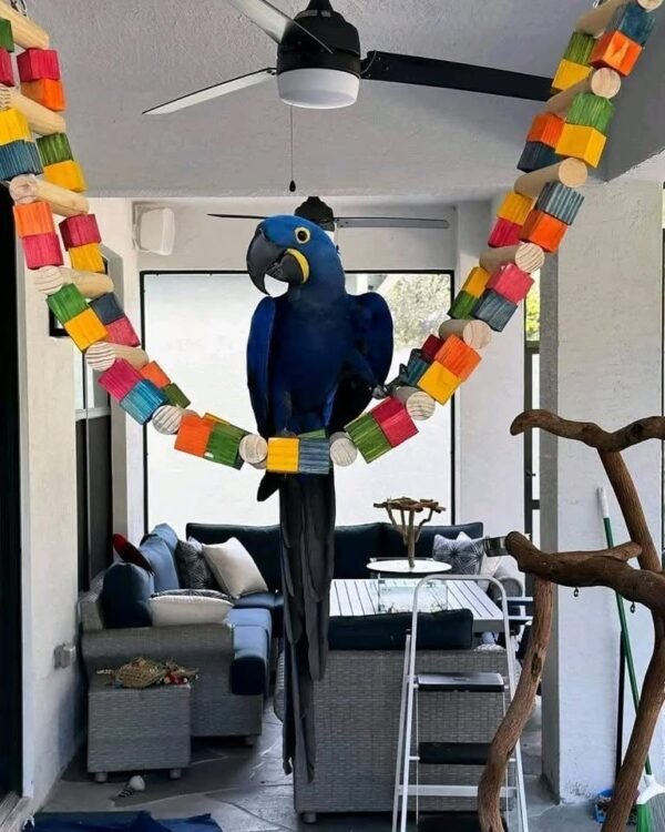 Hyacinth Macaw parrot for sale