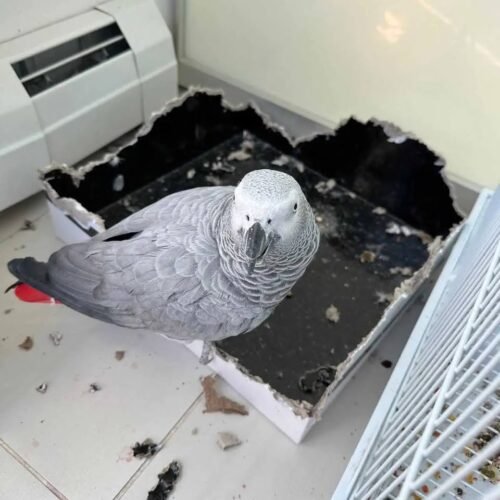 Jess African Grey parrot